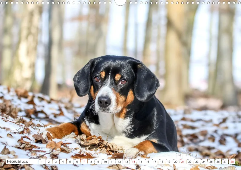 Entlebucher Sennenhund