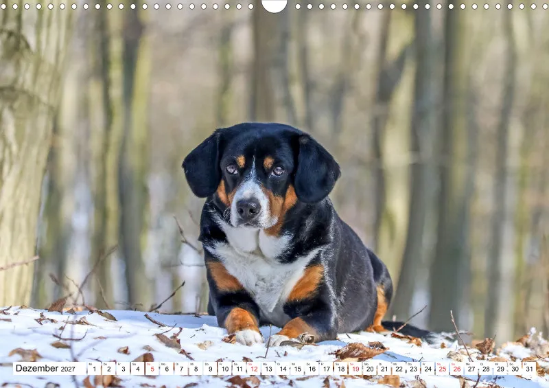 Entlebucher Sennenhund