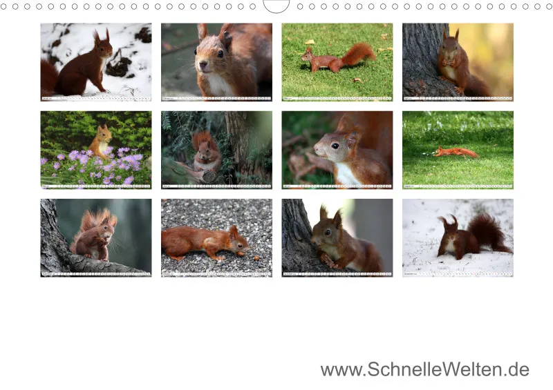 Eichhörnchen