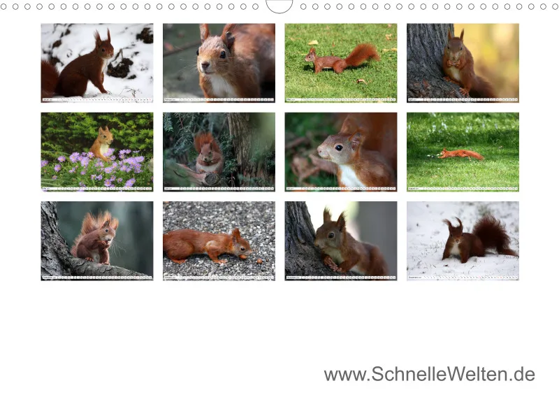 Eichhörnchen