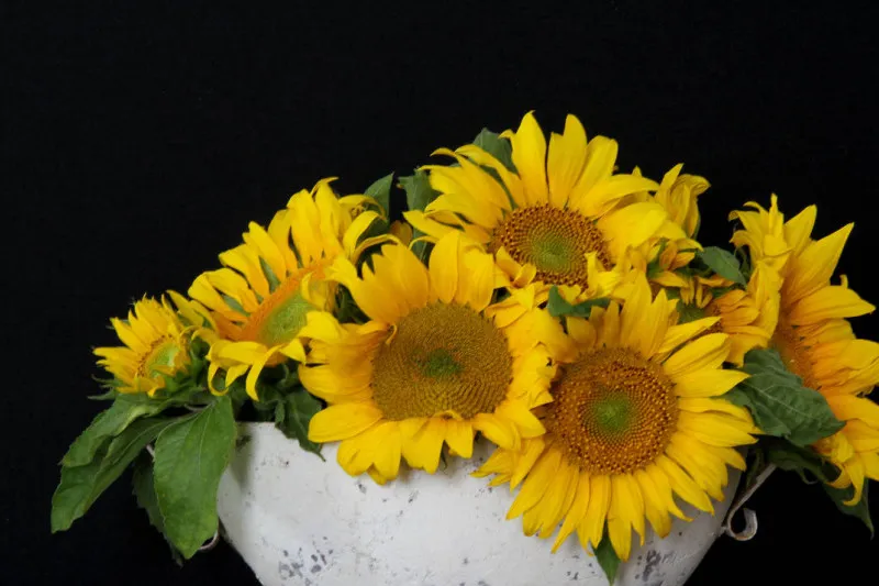 Sonnenblumen
