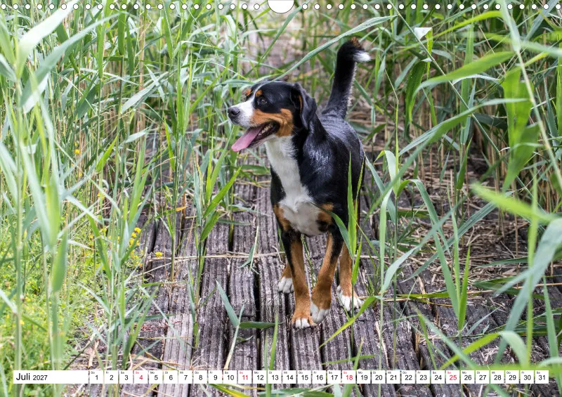 Grosser Schweizer Sennenhund