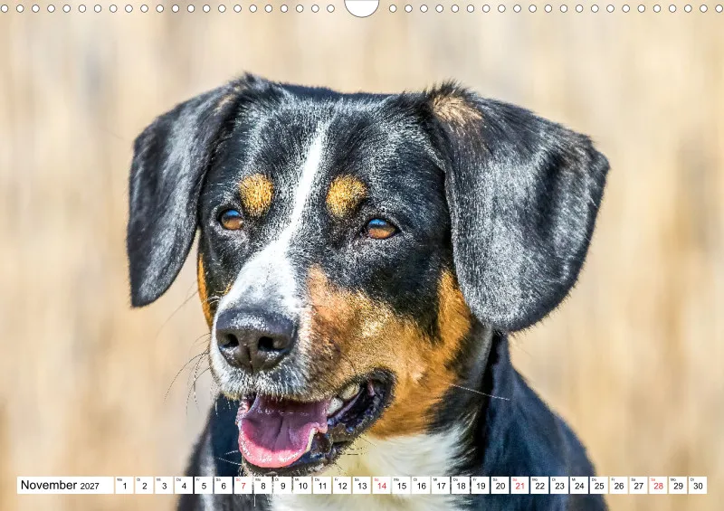 Entlebucher Sennenhund