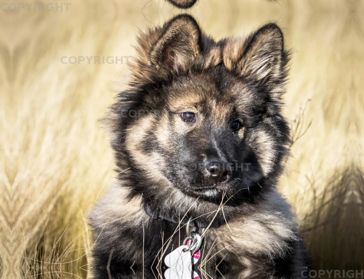 Eurasier Welpe