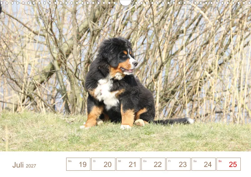 Berner Sennenhunde
