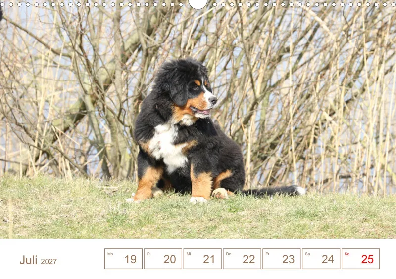 Berner Sennenhunde