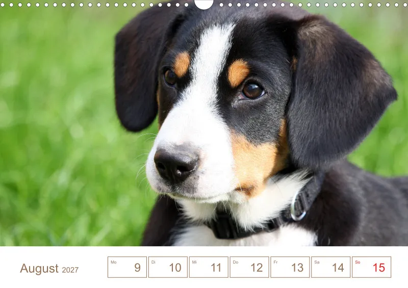 Entlebucher Sennenhunde/Wochenkalender