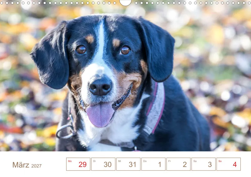 Entlebucher Sennenhunde/Wochenkalender