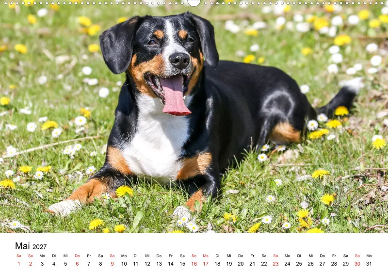 Entlebucher Sennenhund
