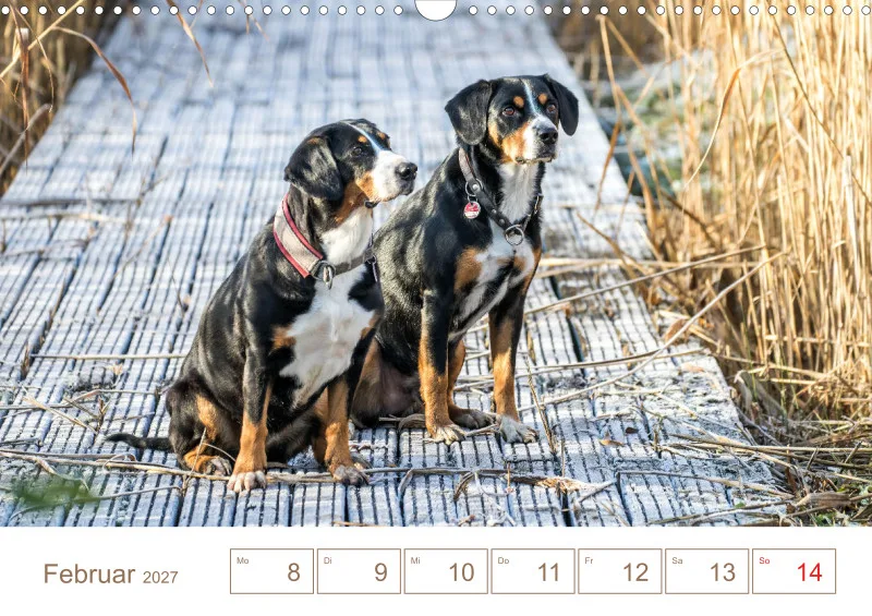 Entlebucher Sennenhunde/Wochenkalender