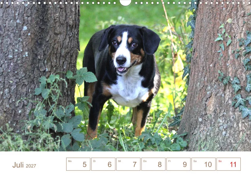 Entlebucher Sennenhunde/Wochenkalender
