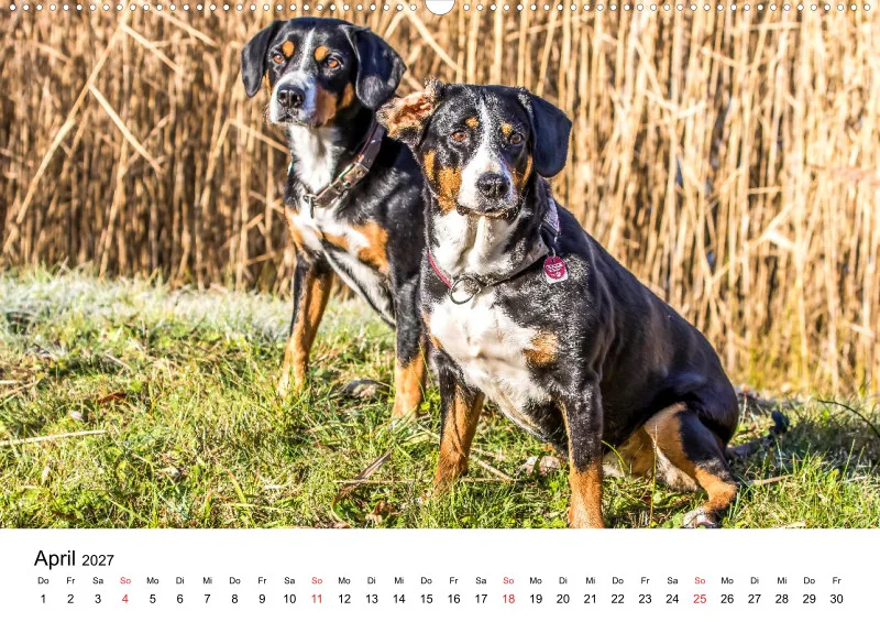 Entlebucher Sennenhund