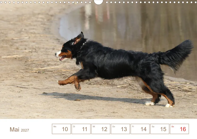 Berner Sennenhunde