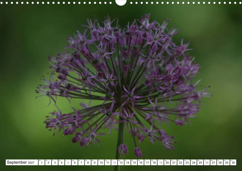 Allium