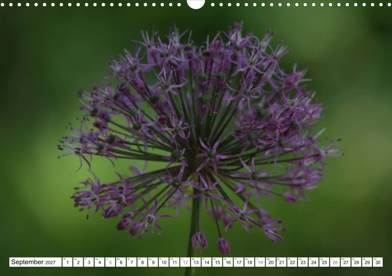 Allium