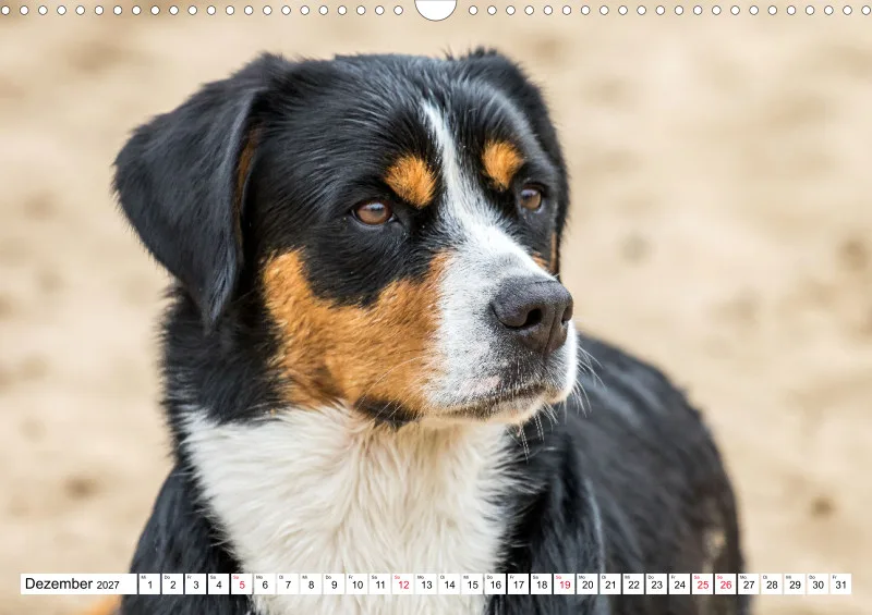 Grosser Schweizer Sennenhund