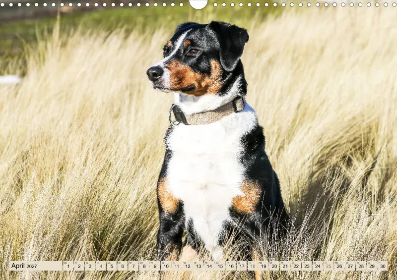 Appenzeller Sennenhunde