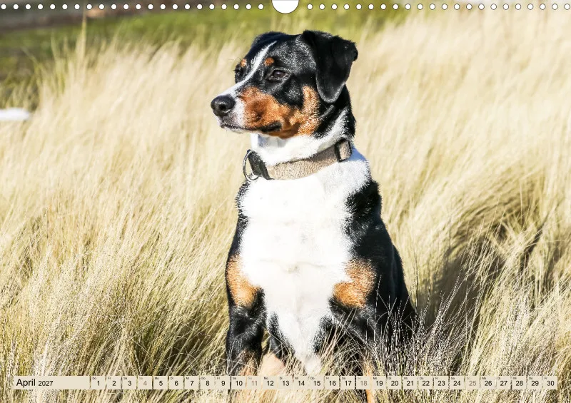 Appenzeller Sennenhunde