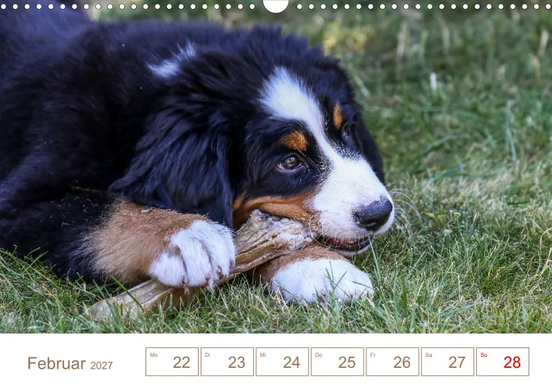 Berner Sennenhunde