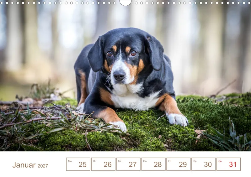 Entlebucher Sennenhunde/Wochenkalender