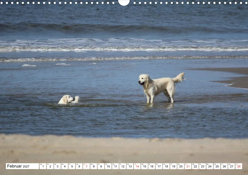 Weiße Retriever am Strand