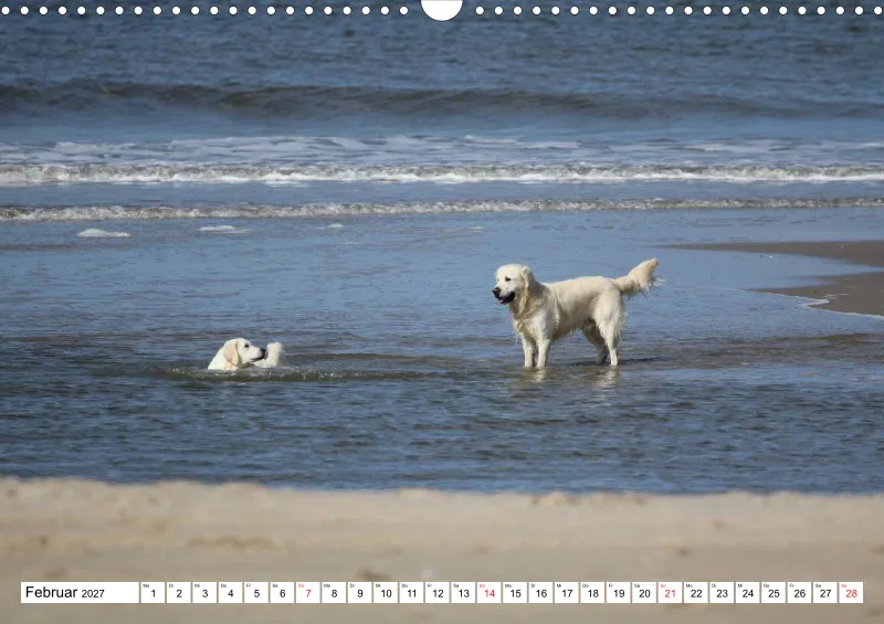 Weiße Retriever am Strand
