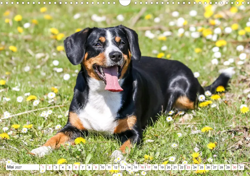 Entlebucher Sennenhund