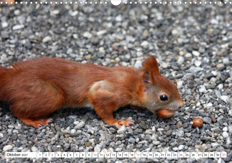 Eichhörnchen