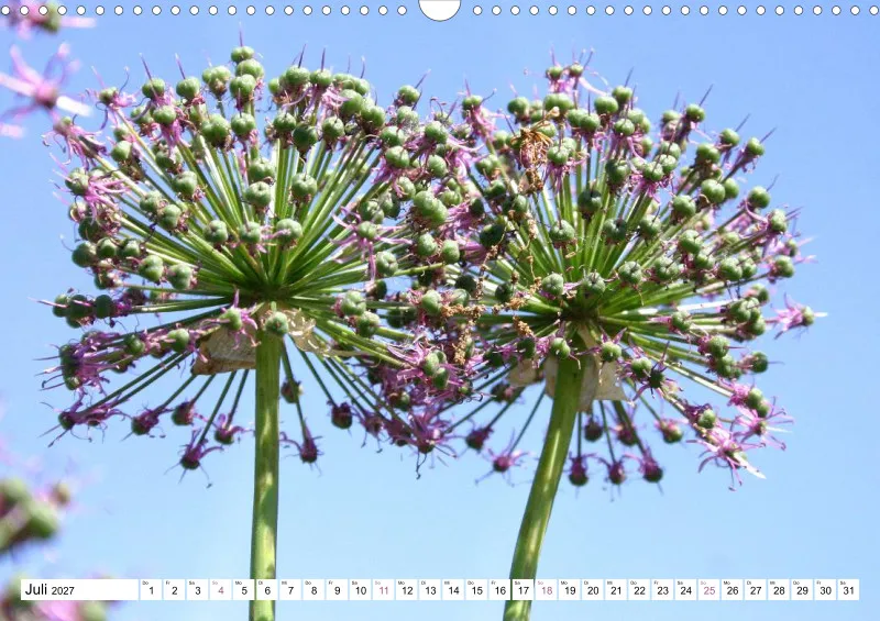 Allium