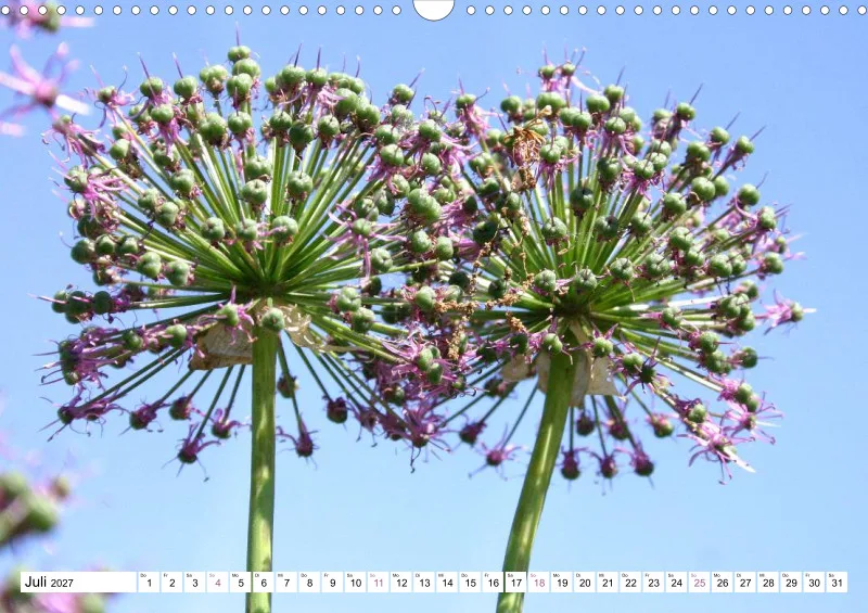 Allium