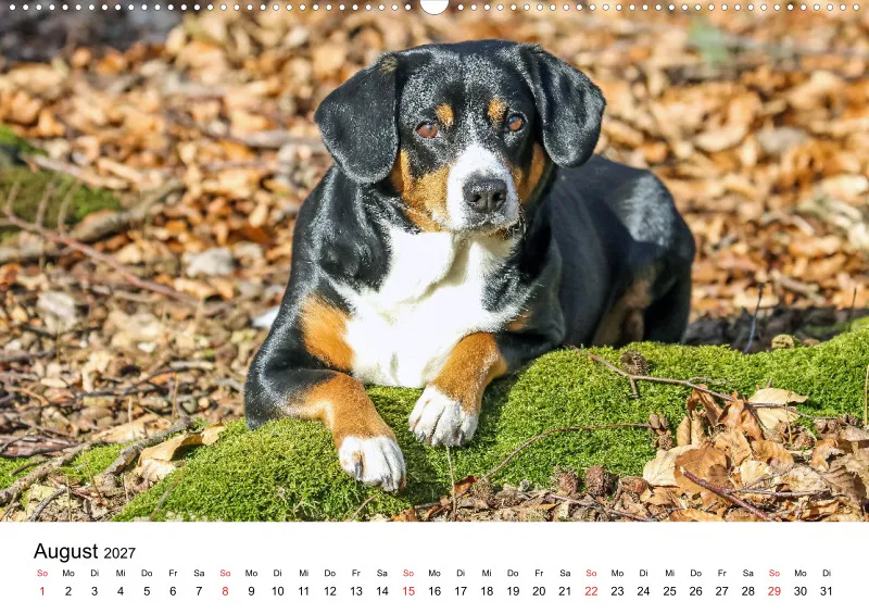 Entlebucher Sennenhund