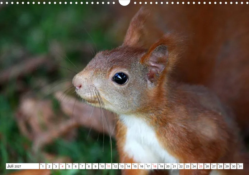 Eichhörnchen
