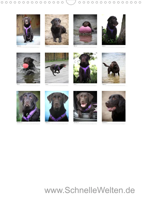 Labrador