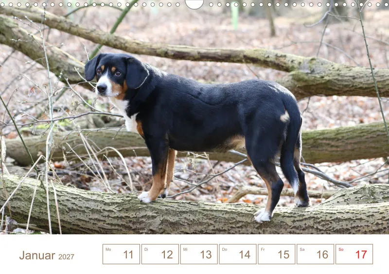 Entlebucher Sennenhunde/Wochenkalender