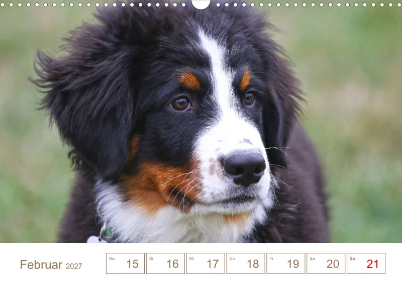 Berner Sennenhunde