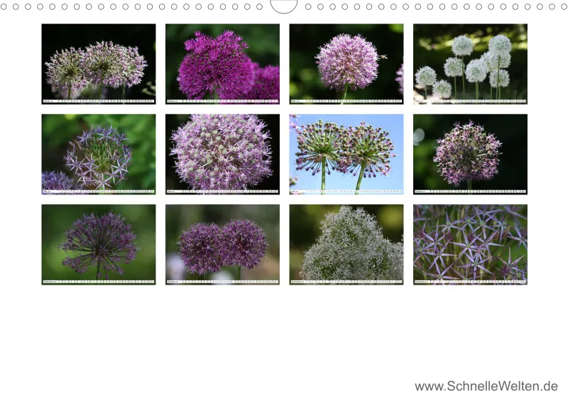 Allium