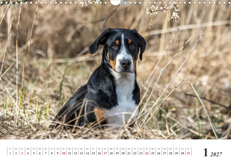 Sennenhund Rassen