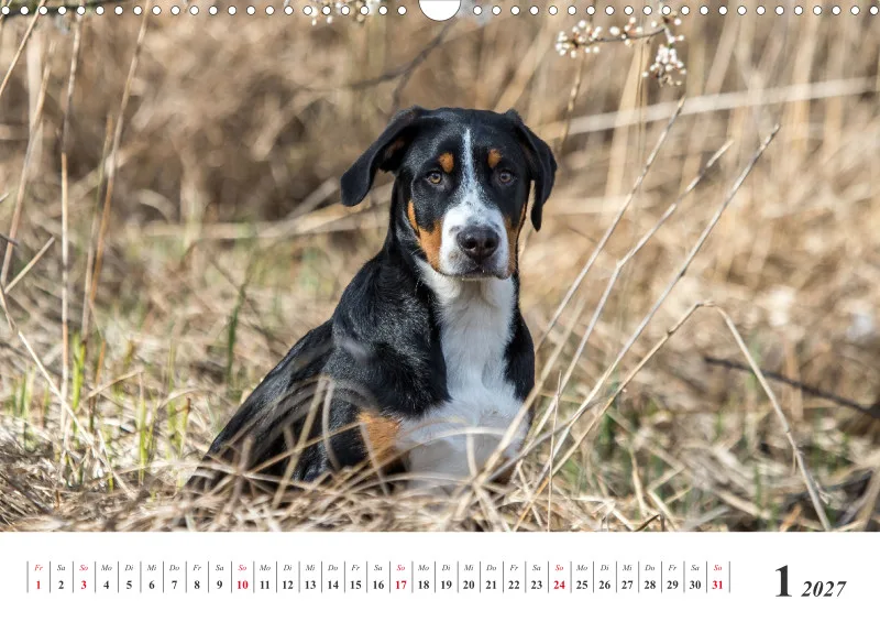 Sennenhund Rassen