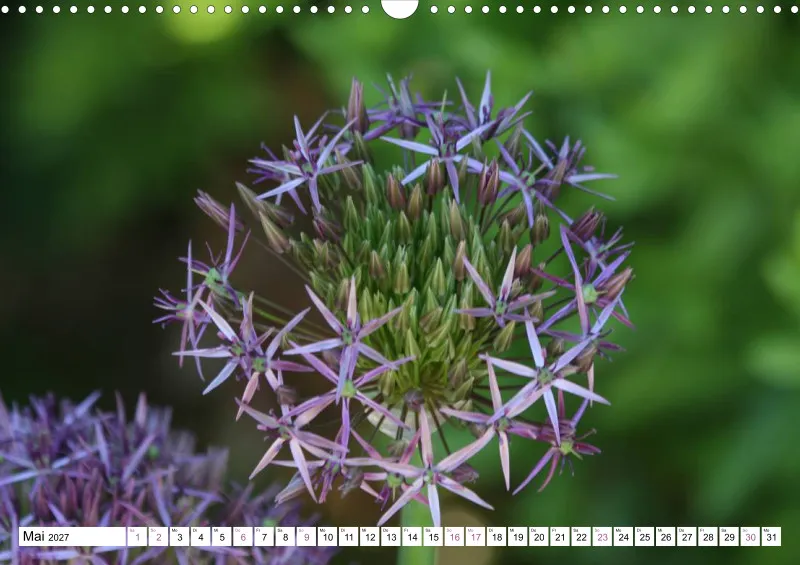 Allium