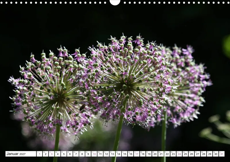 Allium