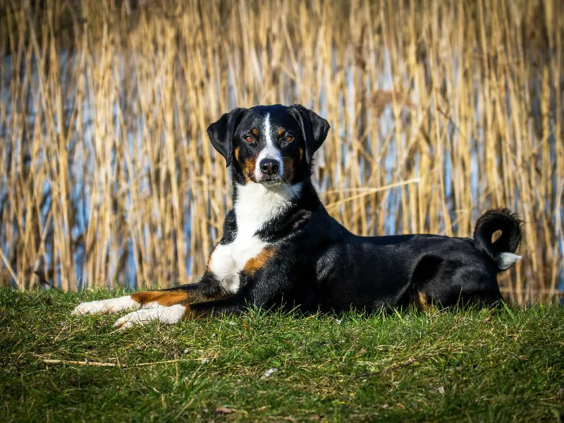 Appenzeller Sennenhund