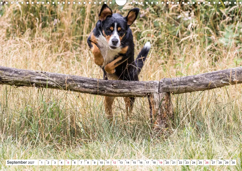 Grosser Schweizer Sennenhund