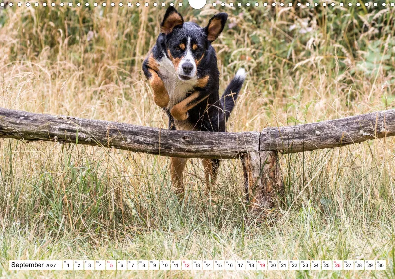 Grosser Schweizer Sennenhund