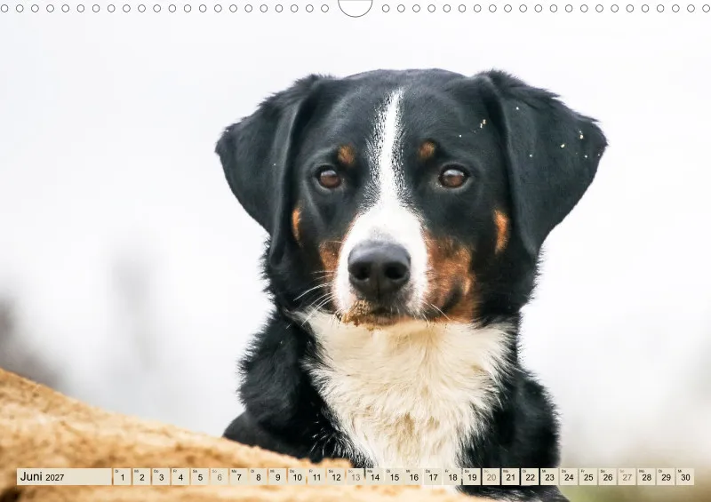 Appenzeller Sennenhunde