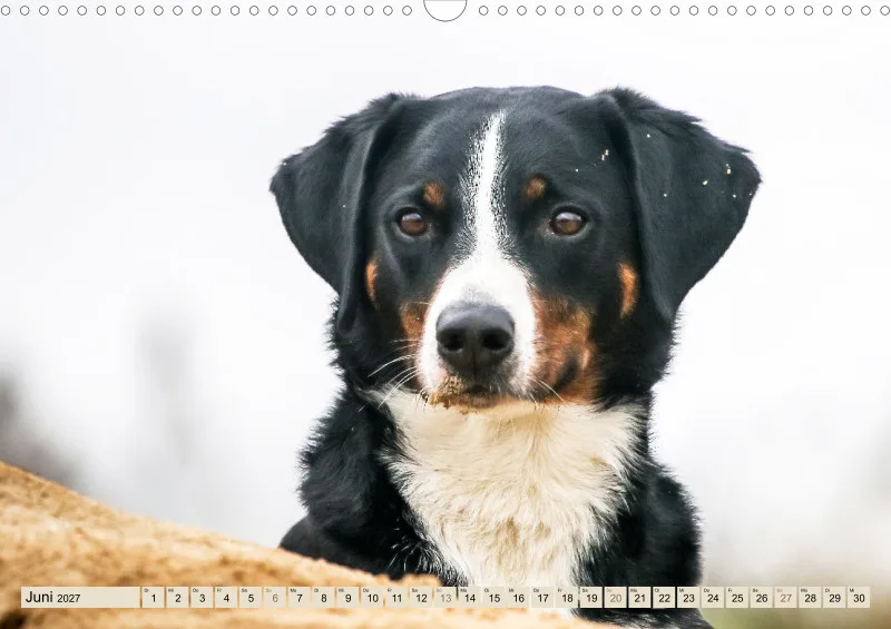 Appenzeller Sennenhunde
