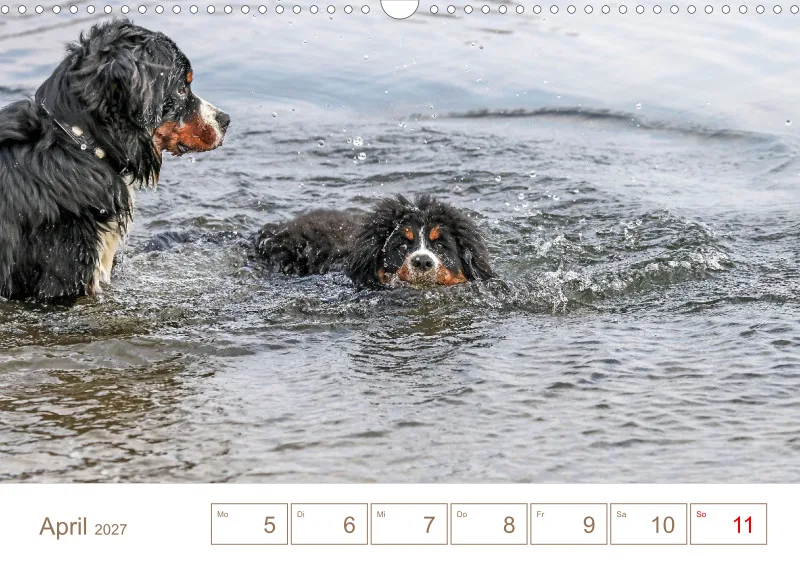Berner Sennenhunde
