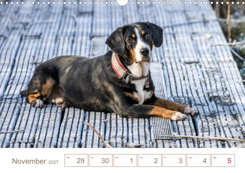 Entlebucher Sennenhunde/Wochenkalender