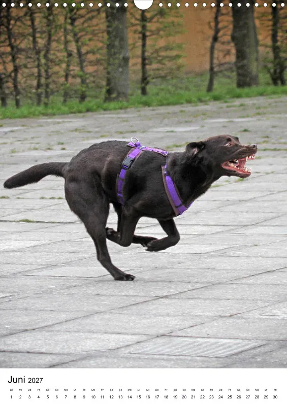 Labrador