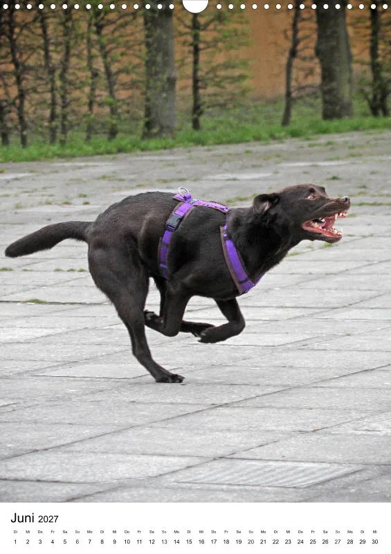 Labrador