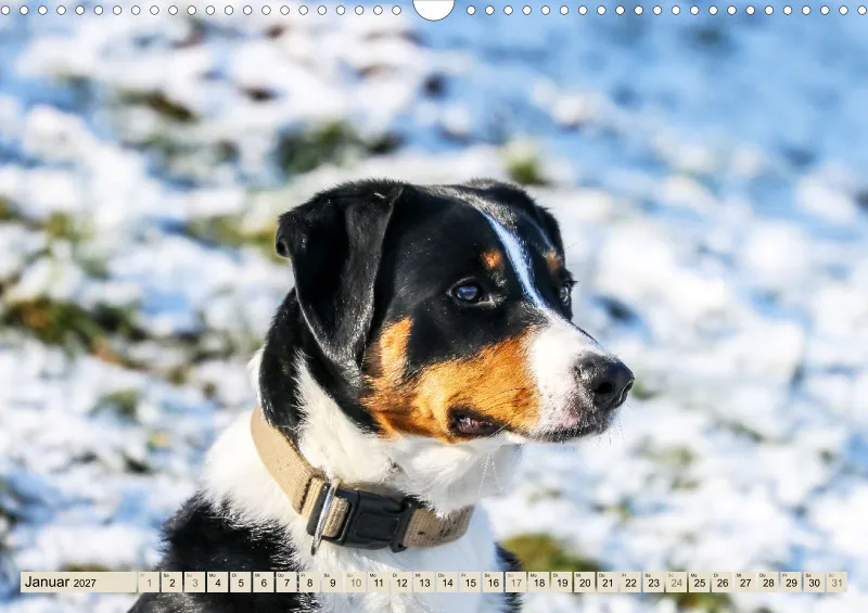 Appenzeller Sennenhunde
